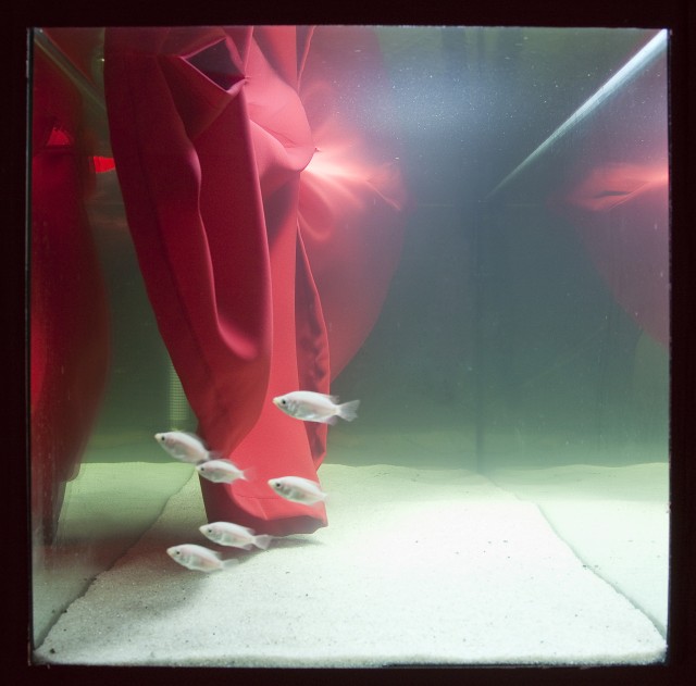 MS_Aquarium_10